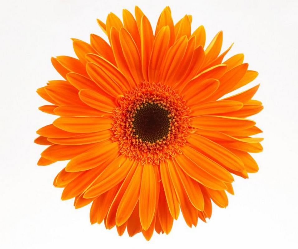 Gerbera are a great indoor plant for removing toxins from the local atmosphere
